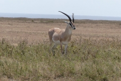 k-P1000539