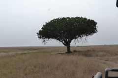 k-P1000612